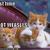 Funny-pictures-orange-weasly-cats-1_thumb
