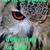 Owl_thumb