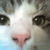 Romeo_close_up_thumb