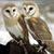 Owls_thumb