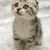 Cute_kitten_thumb