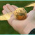 Golden_snitch_thumb