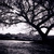 Tree_b_w_thumb