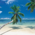 Caribbean_palms_thumb