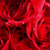 Roses2_thumb