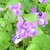 Violetzoomin_thumb