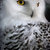 Hedwig_thumb