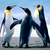 Penguins_thumb