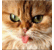 Kit_thumb