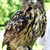 Eagleowl1_thumb
