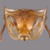 Cephalotes_clypeatus_thumb