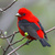 Scarlet_tanager_thumb