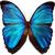 Bluemorpho_thumb