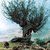 Tree-harry-potter_l_thumb