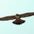 Peregrine_falcon_thumb