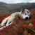 Wolfsleep_thumb