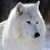 Wolf_4_thumb
