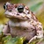 Natterjack_toad_thumb