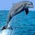 Dolphin_thumb