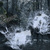 Dragonlioness_thumb