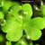 St_patricks_day_wallpaper3_thumb