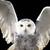 Hedwig_thumb