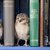 Owl_bookstoppers_thumb