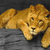Tlcpic_thumb