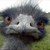 Herbert_thumb