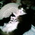Sp_a0082_thumb