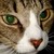Figgy_avatar_thumb