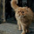 Crookshanks_standing_thumb