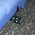 Cat_001_thumb