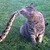 Catsnake_copy_thumb