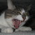 Purz_icon_thumb