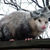 Opossum_thumb