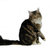 Mrsnoriss001_thumb