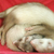 Ferret_ball_thumb