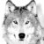 Wolf-sketch_thumb