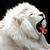 White_lion_thumb