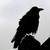 Raven_thumb