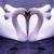 Swans_in_love_thumb