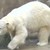 Polarbearsv400304_thumb