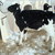 Calves_001_thumb