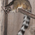 Ringtailedcat_thumb