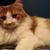 Remus_small2_thumb