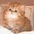 Persiankitten_1__thumb