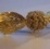 Snitch_avatar_thumb