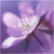 Violets2_thumb