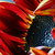 Flaming_sun_flower_thumb